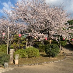 2020 ちょっとお花見